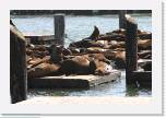 IMG_0498 * Lots of sea lions at Pier 39 today. * 1280 x 853 * (864KB)