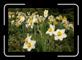 IMG_2823 * Daffodils * 3072 x 2048 * (2.88MB)