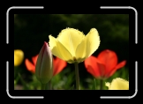 IMG_2841 * Fuzzy tulip. * 3072 x 2048 * (1.99MB)