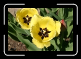 IMG_2842 * Fuzzy tulips. * 3072 x 2048 * (2.27MB)