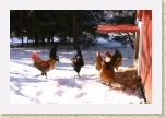 IMG_0649 * Chickens in the snow. * 3072 x 2048 * (2.5MB)