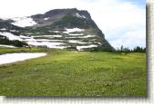 Glacier Lilys at Logans Pass.