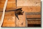 We had a bat come visit us in the shop.