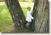 Zimm checks out a big tree.